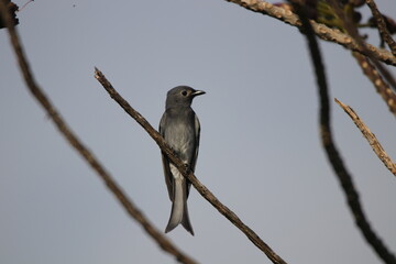 Close up Grey bird hanging on tree branch