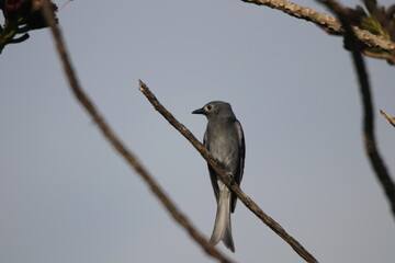 Close up Grey bird hanging on tree branch