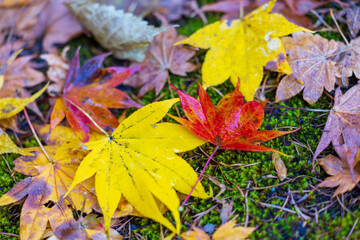 autumn leaves background