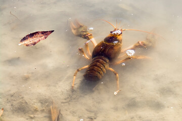 Danube or Galician crayfish is swimming in the water