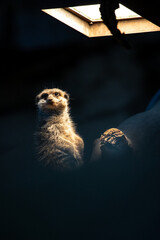 meerkat in focus, with black background. The meerkat wakes up and looks around. Close up photo