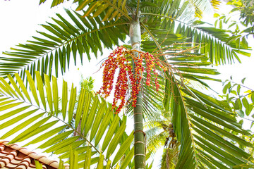 Pepper spice grows on a tree on a tropical island.