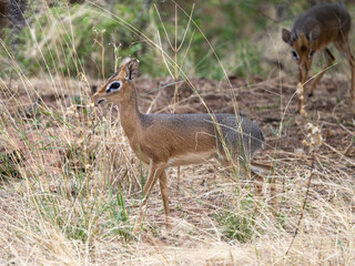 Zwei Dikdiks, eines laufend in der Seitenansicht