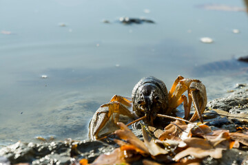 Danube or Galician crayfish on the beach of a lake
