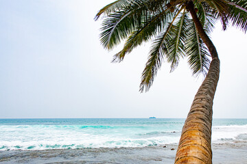 Beautiful coconut trees by the ocean.