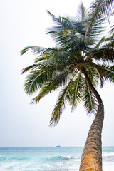 Beautiful coconut trees by the ocean.