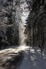 Fototapeta premium wald, winter, schnee, 