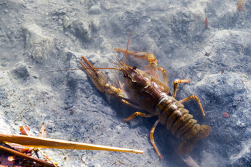 Danube or Galician crayfish on the beach of a lake