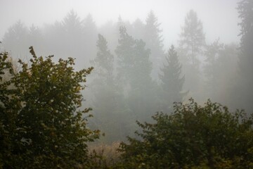 morgen, dunst, nebel, herbst