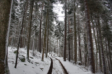 Winterwald in den Vogesen