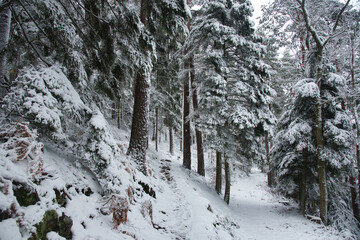 Winterwald in den Vogesen