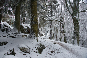 Winterwald in den Vogesen