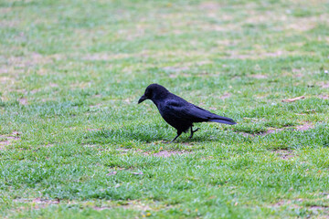Crow walking on grass field in a park