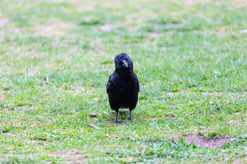 Crow walking on grass field in a park