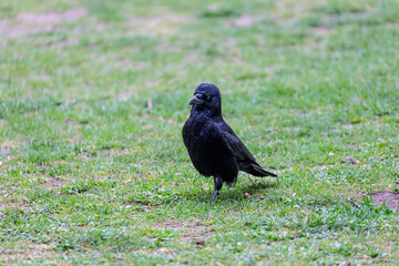 Crow walking on grass field in a park