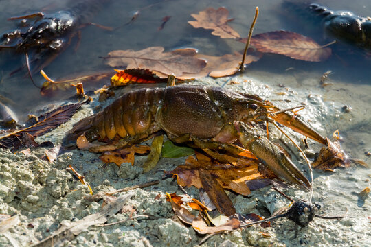 Danube or Galician crayfish on the beach of a lake