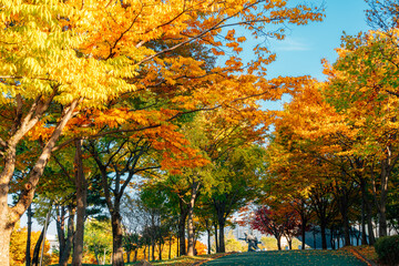 Autumn colorful forest at 5.18 Memorial Park in Gwangju, Korea