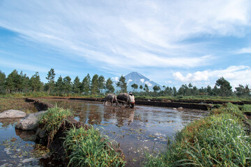 Obraz premium A traditional farmer is plowing a field, with a mountain in the background