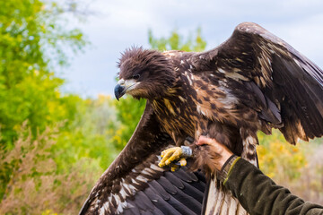 White-tailed eagle in the hand before releasing