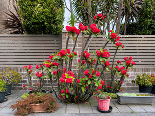 Red flowers in a home garden
