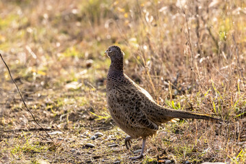 Pheasant hen on a small path in the wilderness