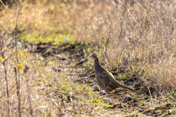 Pheasant hen on a small path in the wilderness