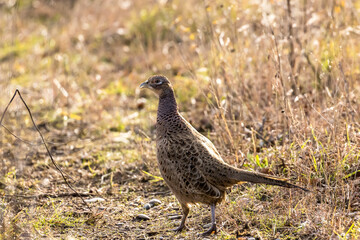 Pheasant hen on a small path in the wilderness