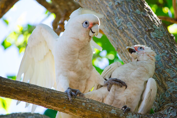 The couple Tanimbar corella cockatoo birds with the romantic moment on the tree at...