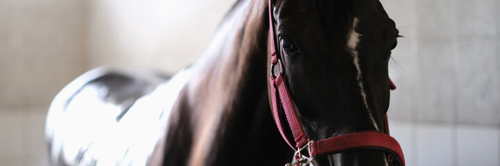 Thoroughbred horse on bridle standing in stable