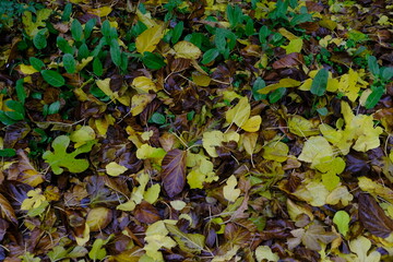 leaves, green and yellow,