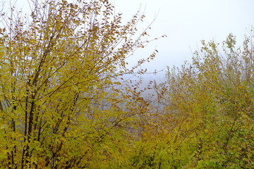 
autumn, yellowing leaves,