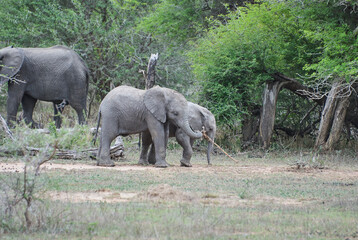 Group of playful young african elephants, Loxodonta