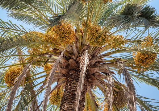 Phoenix dactylifera, commonly known as date fruit growing in clumps in a date palm tree
