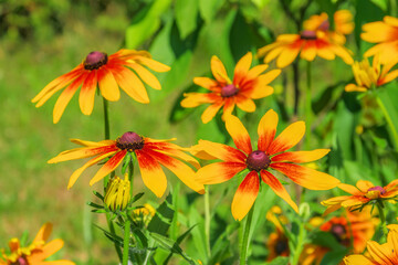 Sonnenhut, gelbe Blüten im Sommergarten -  black-eyed Susan flower in garden