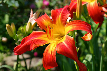 Taglilie Red Suspenders - daylily of the species Red Suspenders in summer © LianeM