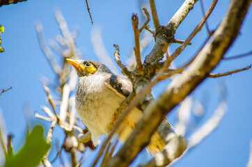 Beautiful young Noisy Miner bird on the green leaves tree in a sunshine day at Sydney, Australia.