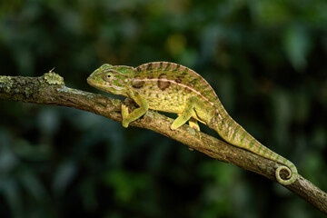 Carpet Chameleon - Furcifer lateralis, beautiful colored lizard from African bushes and forests, endemic to Madagascar.