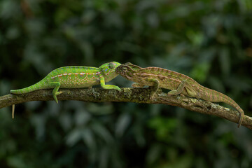Carpet Chameleon - Furcifer lateralis, beautiful colored lizard from African bushes and forests, endemic to Madagascar.