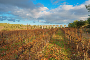 Vineyard under the sunlight in winter with an ancient roman aqueduct