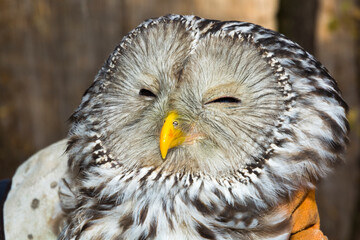 Ural owl in hand in a wildlife rescue center
