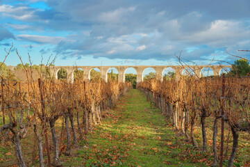 Vineyard under the sunlight in winter with an ancient roman aqueduct