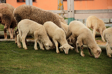 Obraz premium Small sheep grazing at Valsaín