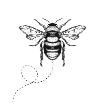 Vector. honey bee drawing black on white background