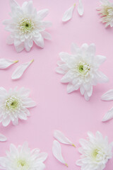White chrysanthemums  on a pink background