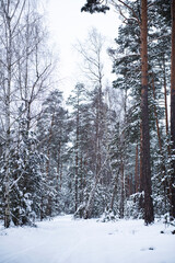 Fototapeta premium Winter snowy forest