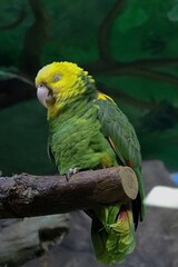 green parrot on a branch