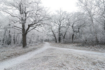 Obraz premium Winter Forest scenery. Winter landscape view of Trees Covered by Snow