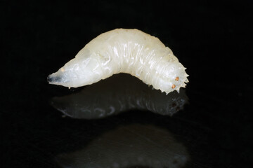 Larva of cabbage fly, cabbage root fly, root fly or turnip fly - Delia radicum on on a black...