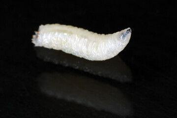 Larva of cabbage fly, cabbage root fly, root fly or turnip fly - Delia radicum on on a black...