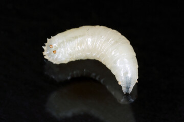 Larva of cabbage fly, cabbage root fly, root fly or turnip fly - Delia radicum on on a black background. It is an important pest of brassica plants such as swede, turnip, kohlrabi, cabbage, collard...